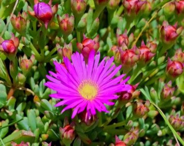 Succulents fleurs mauves gros plan