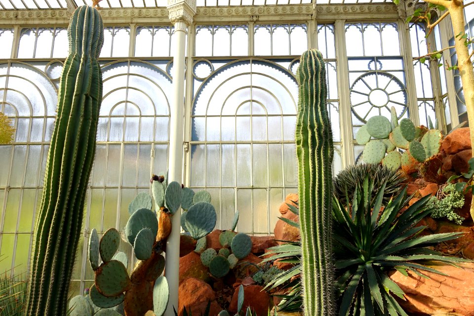 Succulents - Wilhelma Zoo - Stuttgart, Germany - DSC01967