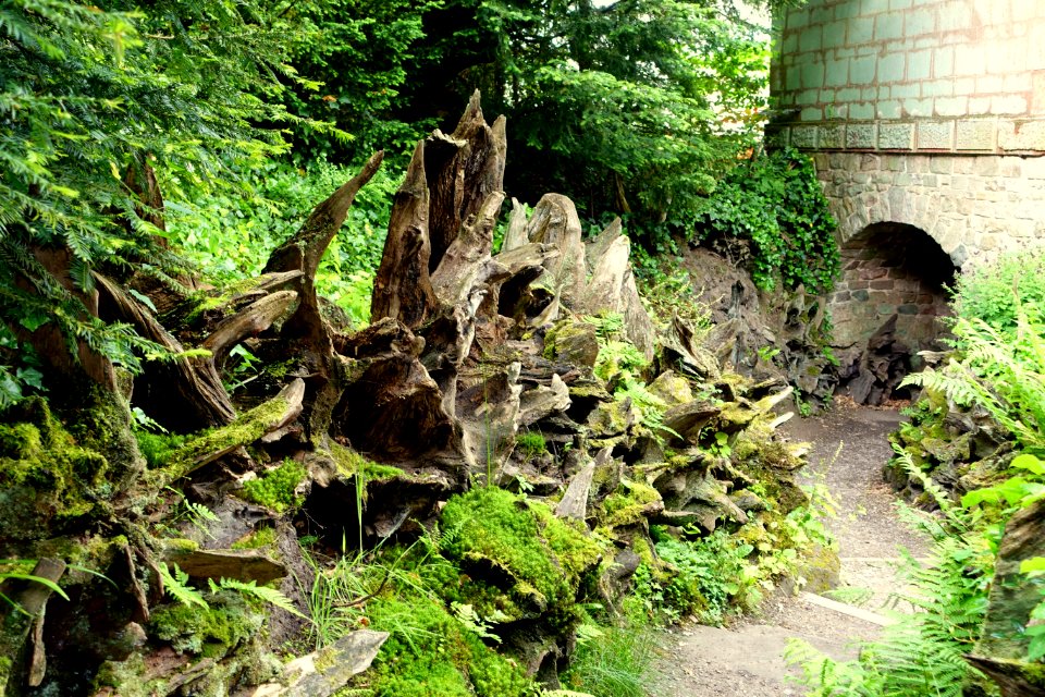 Stumpery - Biddulph Grange Garden - Staffordshire, England - DSC09342