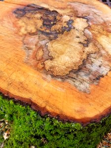 Stump - Arlington, MA