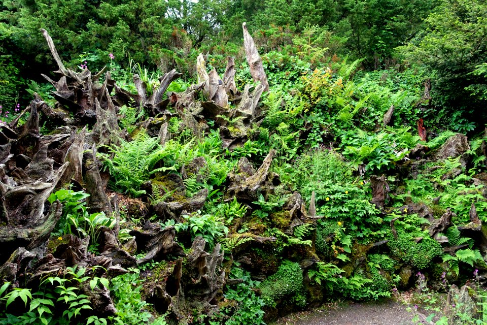 Stumpery - Biddulph Grange Garden - Staffordshire, England - DSC09323