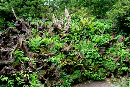 Stumpery - Biddulph Grange Garden - Staffordshire, England - DSC09323