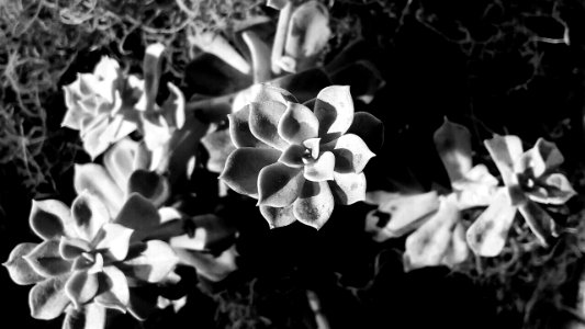 Suculentas (261522275)