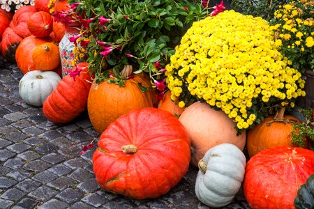 Pumpkin soup halloween farm photo