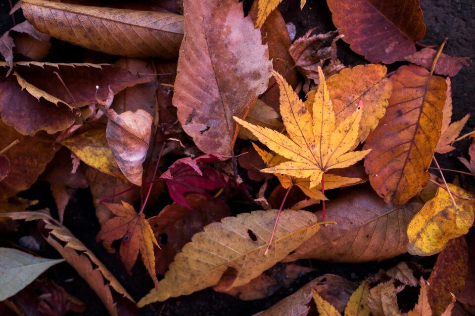 Dry environment fall photo