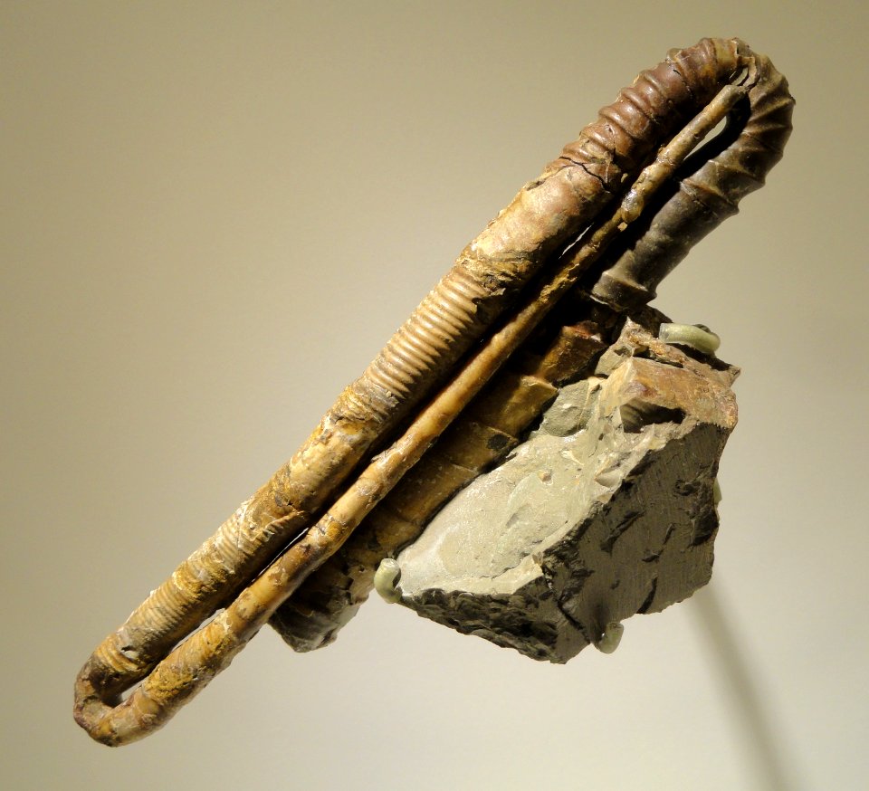 Subptychoceras yubarense, Early Late Cretaceous, Hokkaido, Japan - Houston Museum of Natural Science - DSC01934