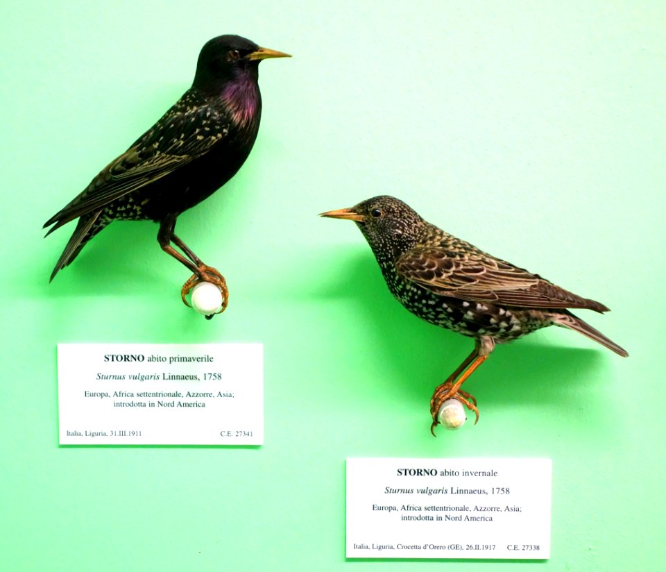 Sturnus vulgaris (spring habit) and Sturnus vulgaris (winter habit) - Museo Civico di Storia Naturale Giacomo Doria - Genoa, Italy - DSC03090