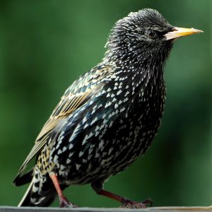 Sturnus.vulgaris.8.4.2018.A