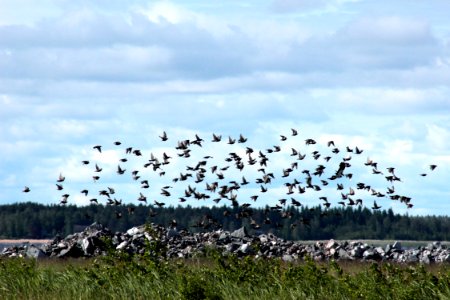 Sturnus vulgaris Oulu 20140619