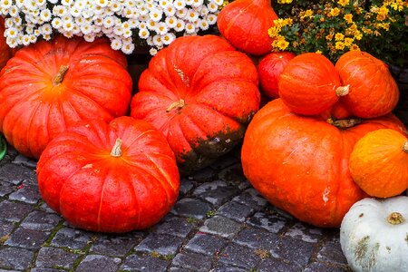 Pumpkin soup halloween farm photo