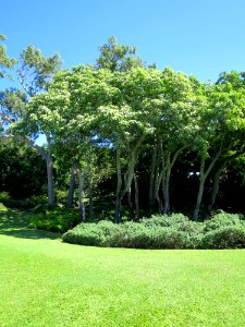 Stand of kukui nut trees, Spalding House, (Honolulu)