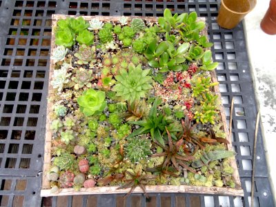 Succulent display - Talcott Greenhouse - Mount Holyoke College - DSC04549