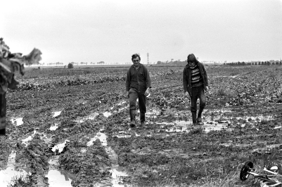 Suikerbieten- en aardappeloogst in Zeeland bemoeilijkt door zware regenval dras, Bestanddeelnr 927-5410