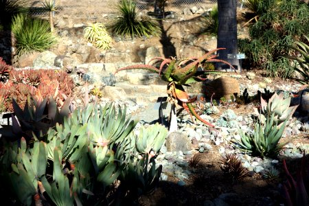 Succulents - Leaning Pine Arboretum - DSC05770