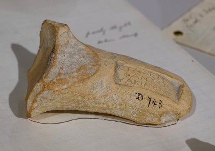 Stamped Rhodian jar handle, 2 of 2, Samaria, Palestine, mid 2nd century BC, ceramic - Harvard Semitic Museum - Cambridge, MA - DSC06057