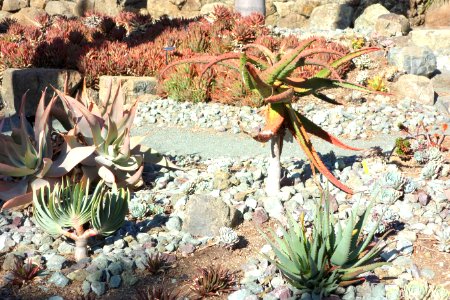 Succulents - Leaning Pine Arboretum - DSC05765