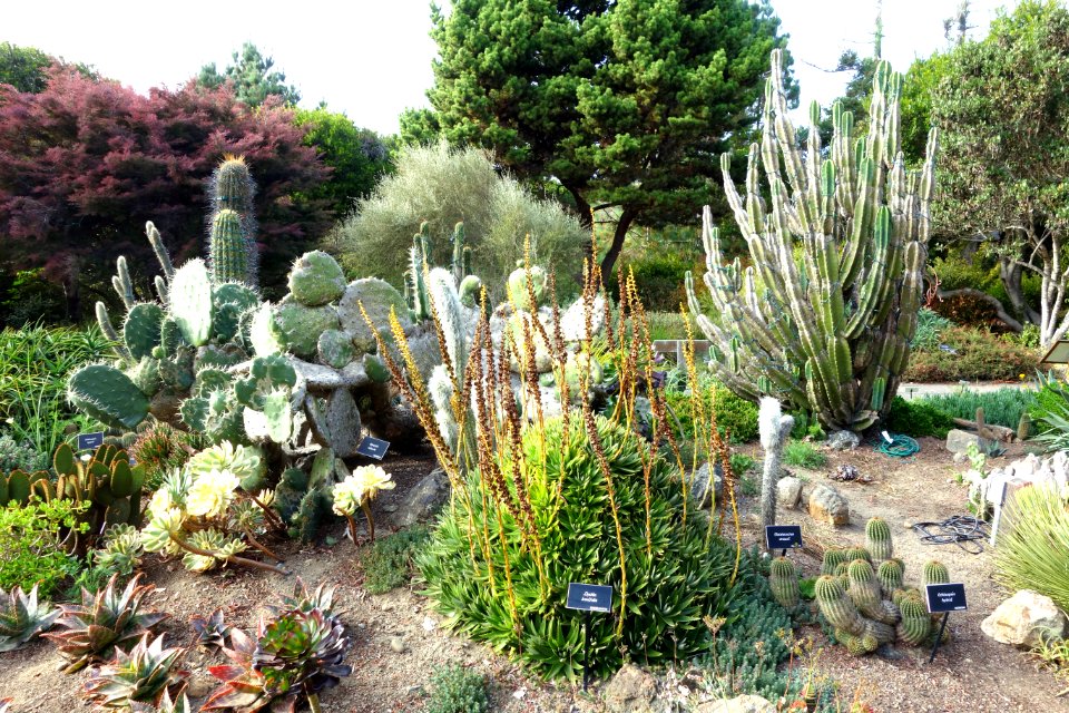 Succulents - Mendocino Coast Botanical Gardens - DSC02241