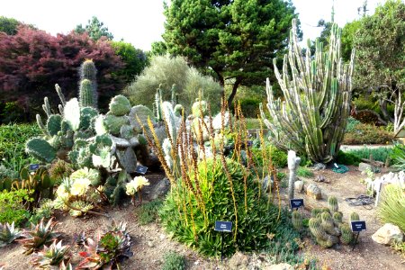 Succulents - Mendocino Coast Botanical Gardens - DSC02241 photo