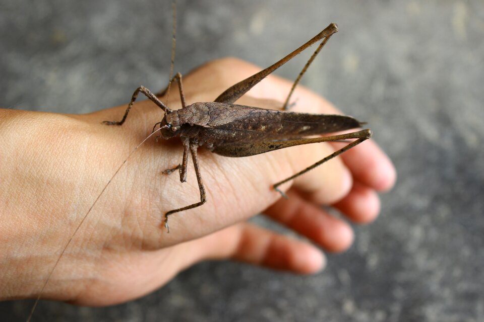 Insect brown friendly