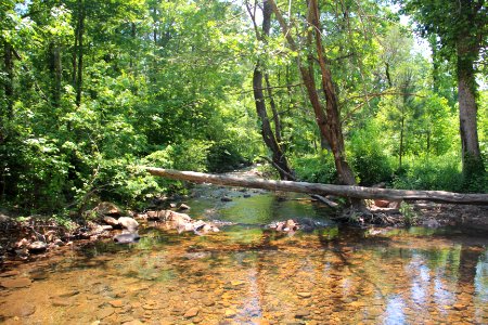 Stamp Creek, Pine Log WMA, Bartow County, GA May 2019 2