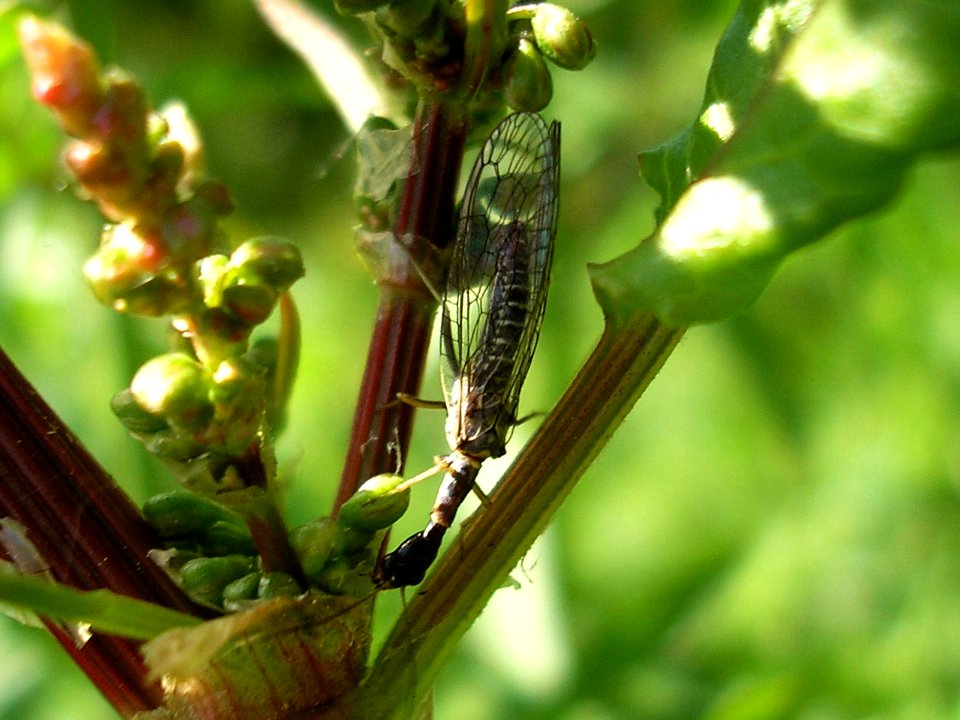 Subilla confinis - Borne20070505 52