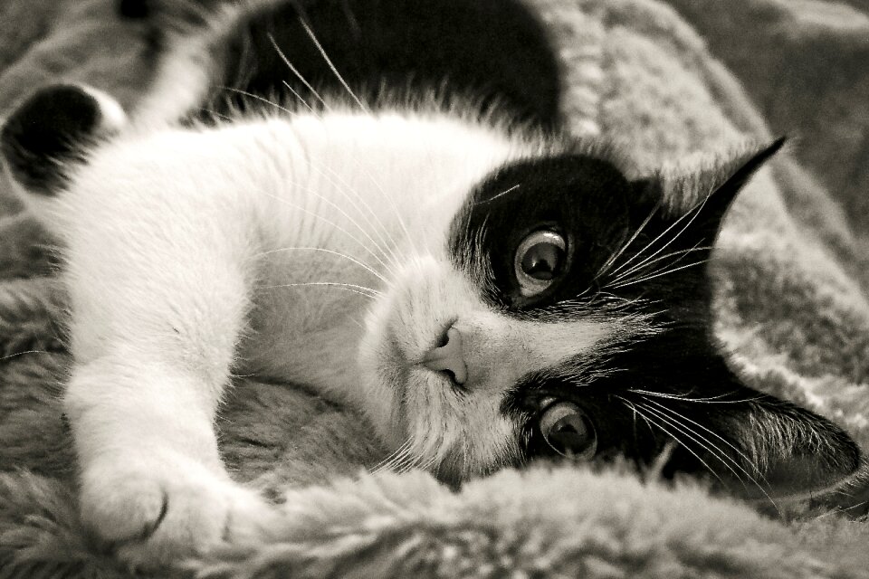 Domestic cat cat's eyes nature