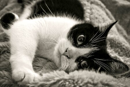 Domestic cat cat's eyes nature