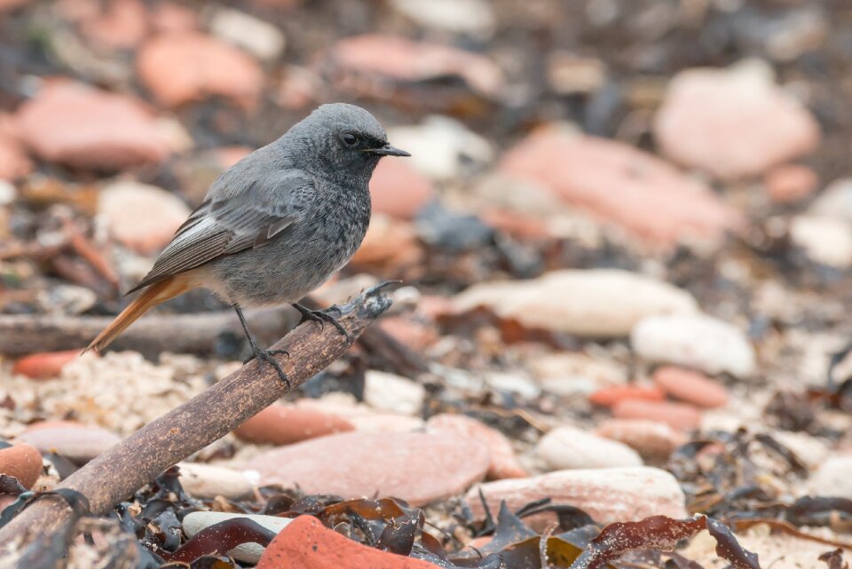 Migratory bird phoenicurus ochruros small
