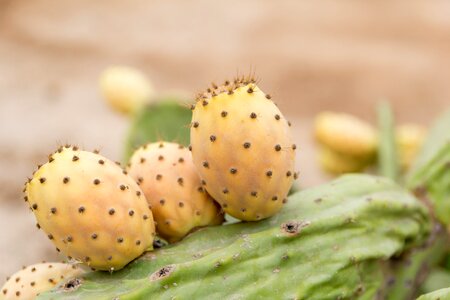 Food cactus skewers