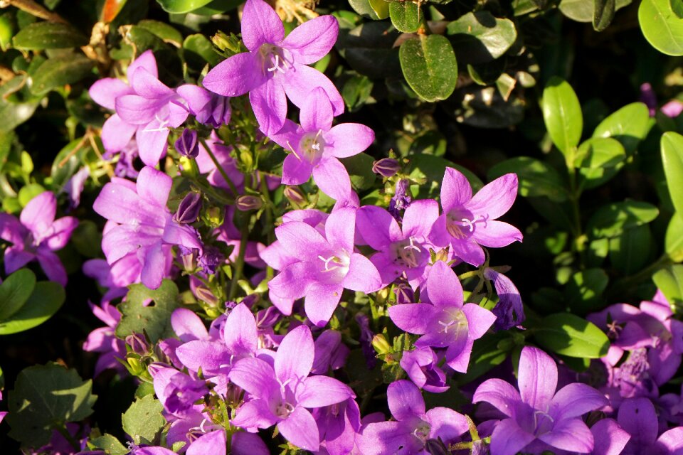 Plant close up summer