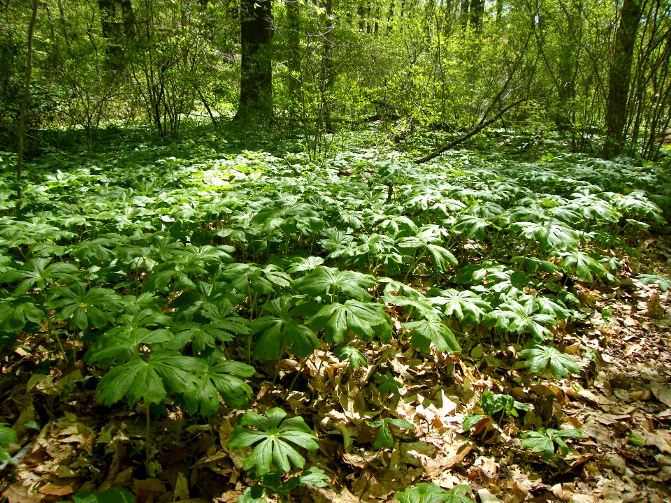 Stand of Podophyllum peltatum