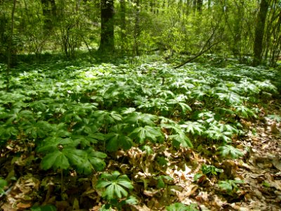 Stand of Podophyllum peltatum