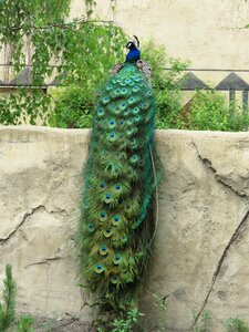 Bird blue feather