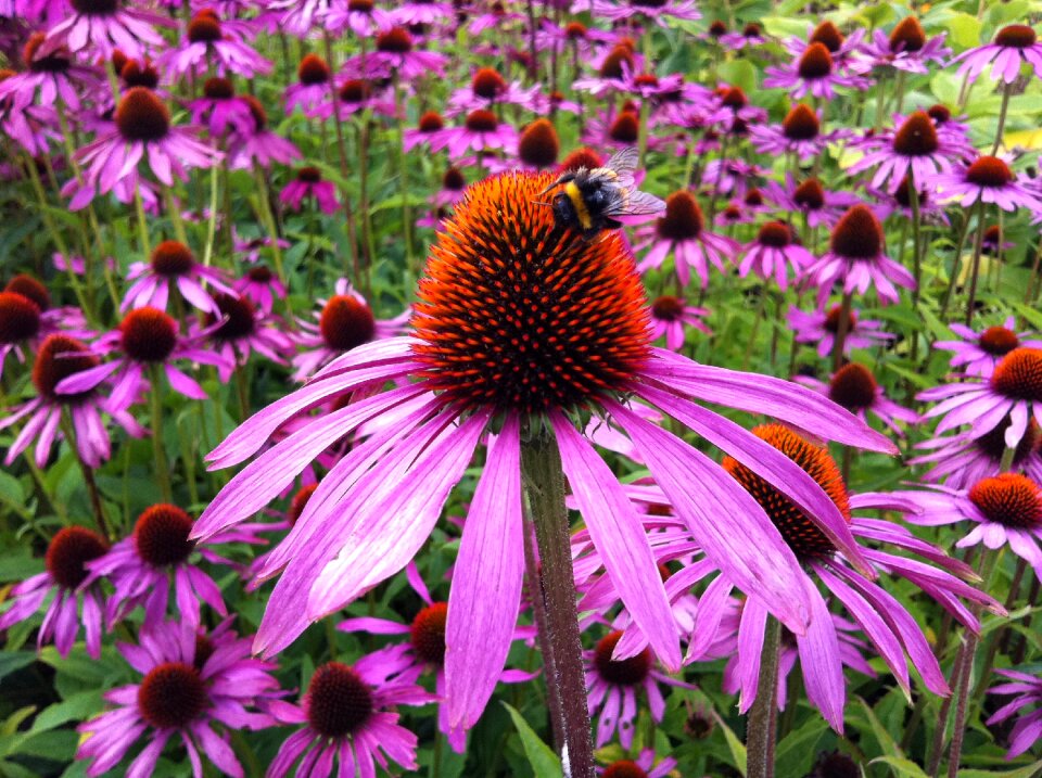 Nature herbal botanical