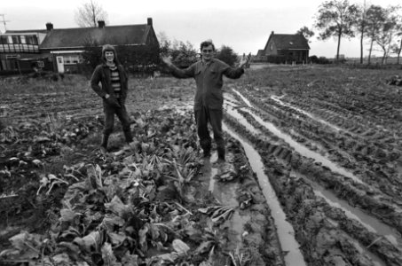 Suikerbieten- en aardappeloogst in Zeeland bemoeilijkt door zware regenval boer, Bestanddeelnr 927-5409