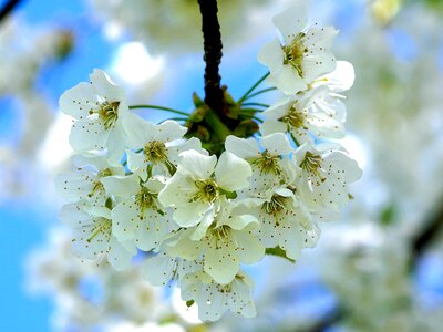 Bloom spring apple tree flowers photo