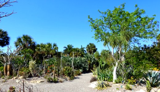 Succulent Garden - Naples Botanical Garden - Naples, Florida - DSC09928