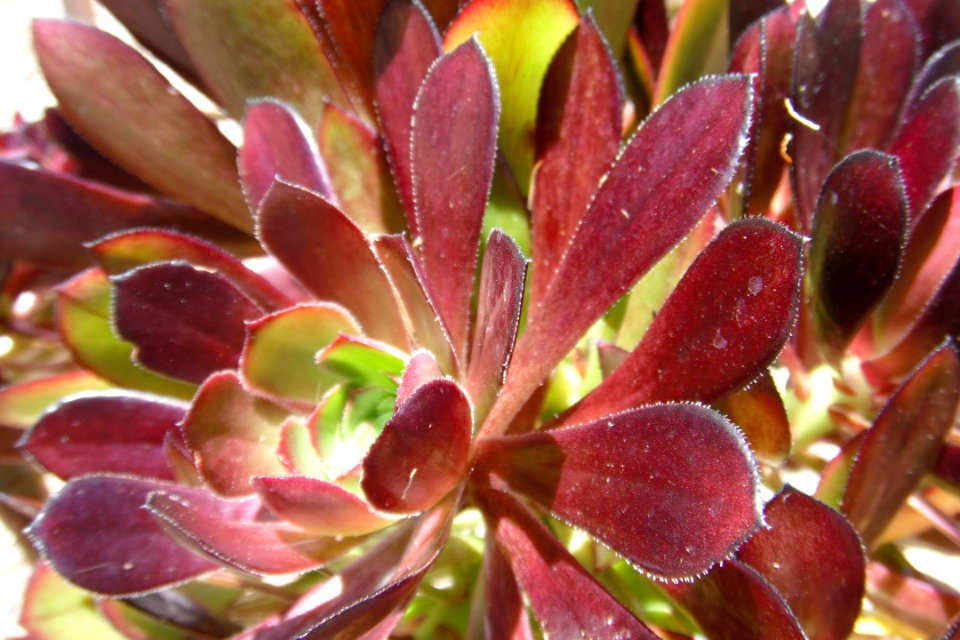 Succulente Adelaide