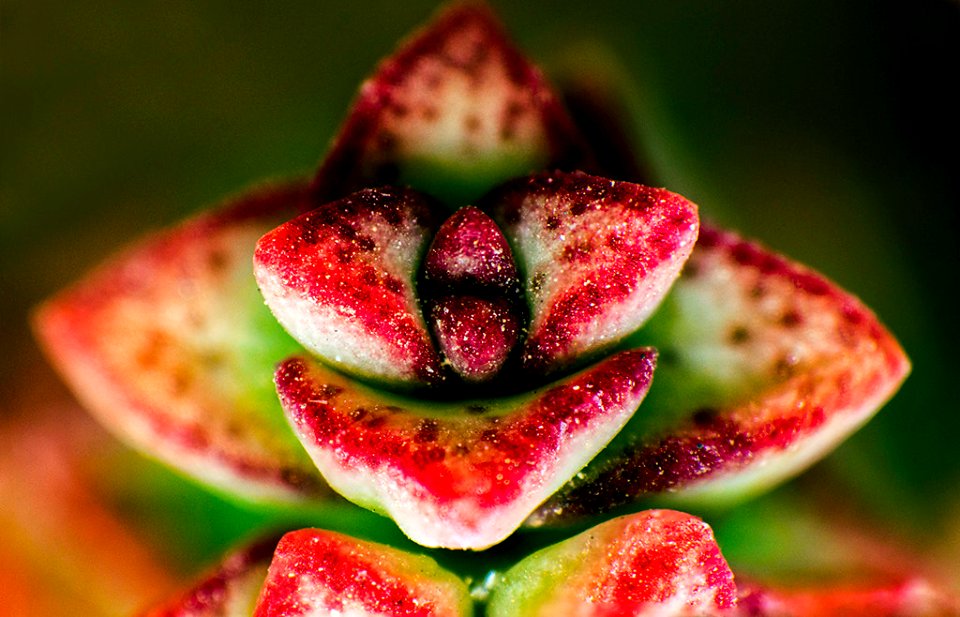 Succulent Plant Macro (157972427)