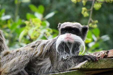 Little monkey mustache big moustache