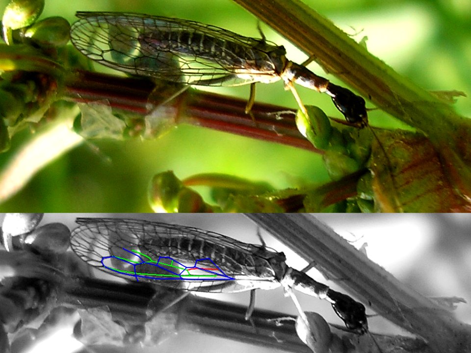 Subilla confinis - Borne20070505 vein in hind wing