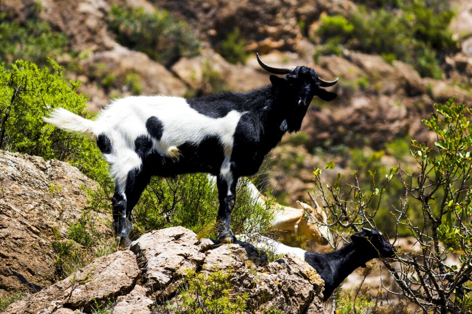 Ibex pose animal world