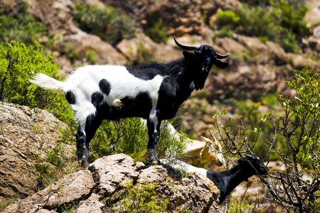 Ibex pose animal world