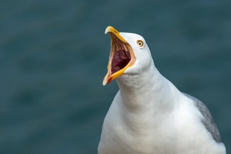 Sadek throat herring gull photo