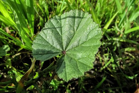 Nature plant althaea