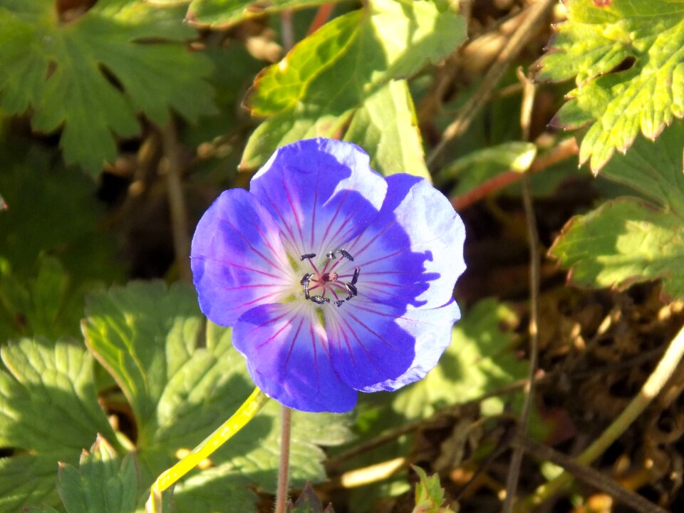 Flower purple nature