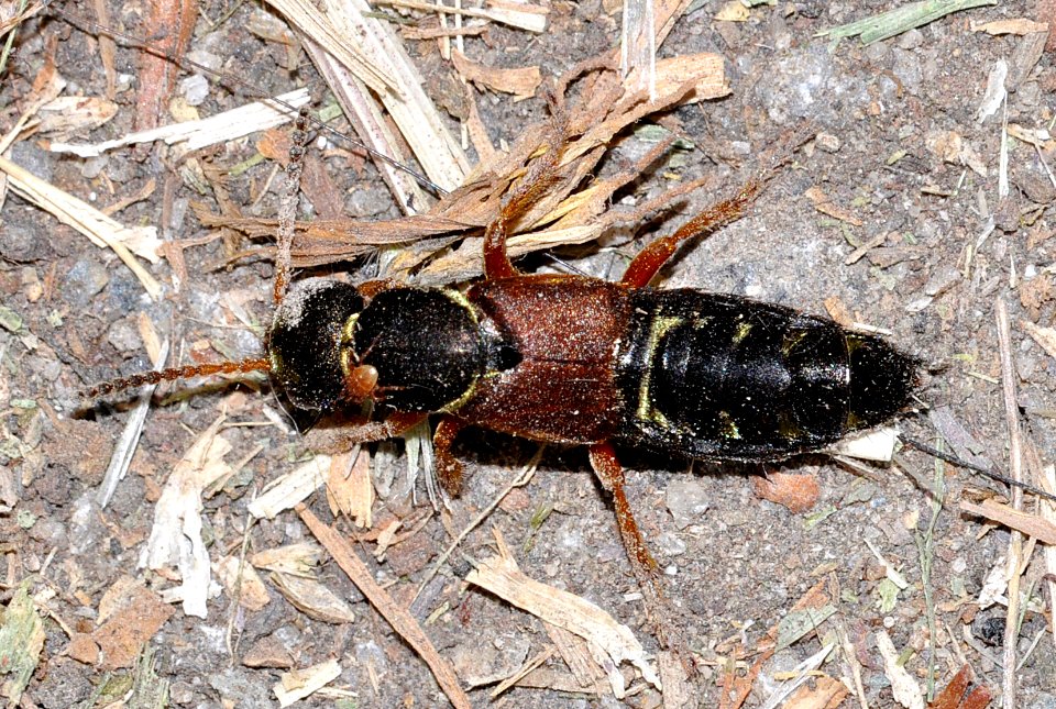 Staphylinus-dimidiaticornis-03-fws