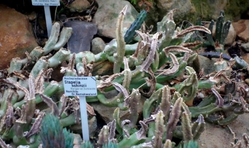 Stapelia schinzii - Botanischer Garten, Dresden, Germany - DSC08803