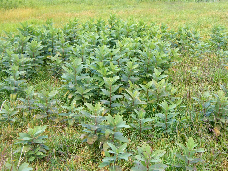 Stand of milkweed plants