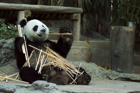 Zoo cute china photo